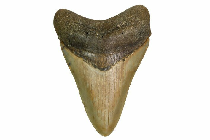 Fossil Megalodon Tooth - North Carolina #160505